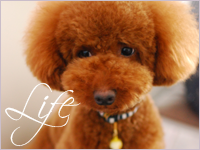 Life - 暮らしのこと
